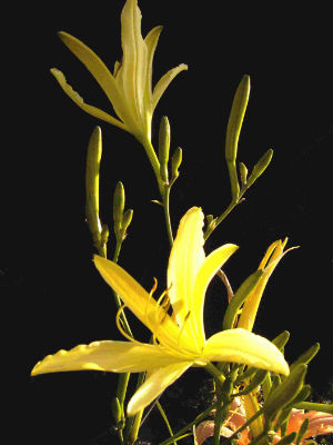 Hemerocallis liloasphodelus