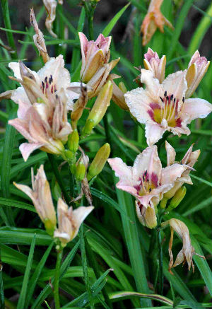 Hemerocallis Chicago Picotee Promise