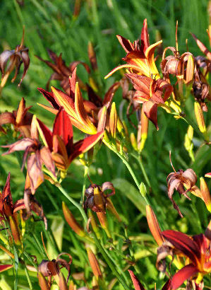 Hemerocallis Crimson glory