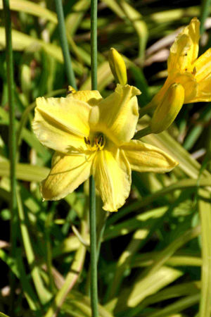 Hemerocallis Hudson Valley