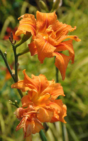 Hemerocallis Kwanzo