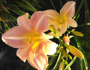 Hemerocallis Yasmin