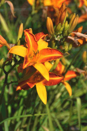 Hemerocallis Frans Hals