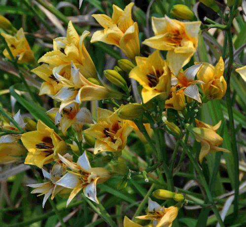 Hemerocallis Little Cadet