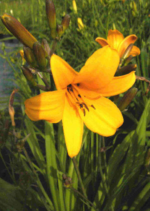 Hemerocallis Thumbelina