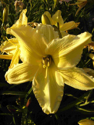 Hemerocallis Winning Ways