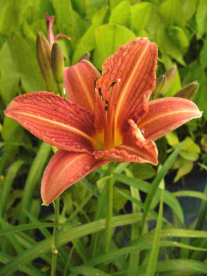 Hemerocallis fulva