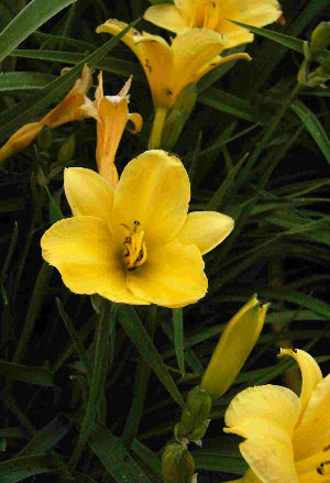 Hemerocallis Stella de Oro