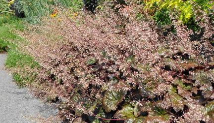 Heuchera americana 'palace purple'