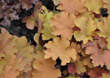 Heuchera 'newest hybrids'