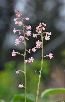 Heucherella alba 'Rosalie'