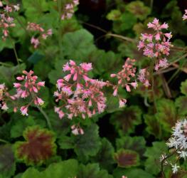 Heucherella alba 'Rosalie'