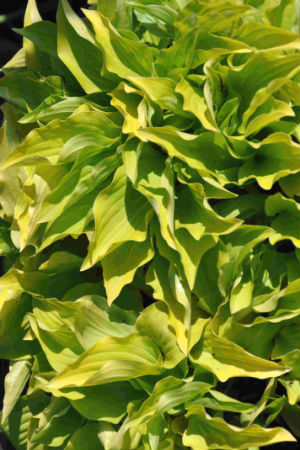 Hosta 'Hydon Sunset'