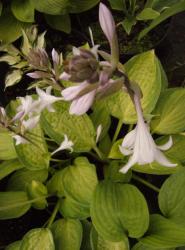 Hosta Julie Moorse