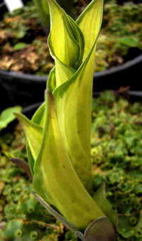 Hosta fortunei 'albopicta'