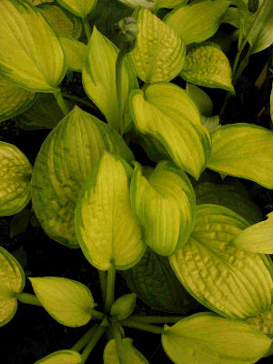 Hosta Inniswood