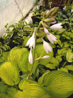 Hosta Inniswood