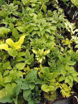 Hostas surprise