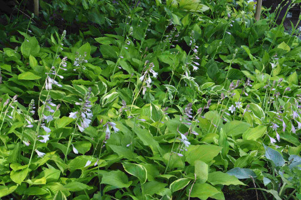 Hostas surprise