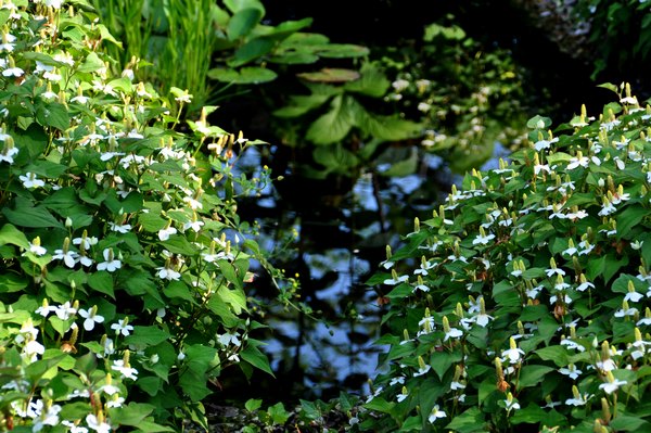 Houttuynia cordata