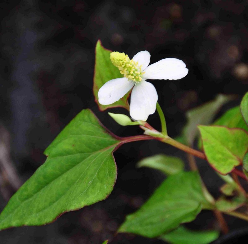 Houttuynia cordata