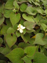 houttuynia cordata 'plena'