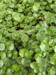 Hydrocotyle vulgaris