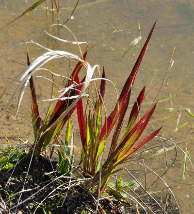 Imperata cylindrica 'rubra'