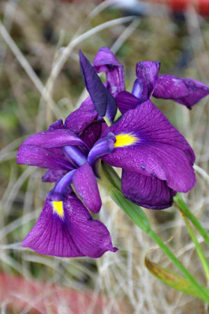 Iris kaempferi de semis
