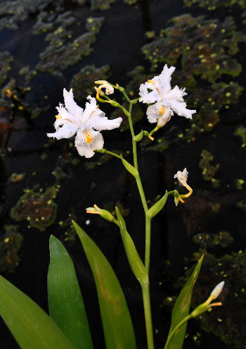 Iris japonica