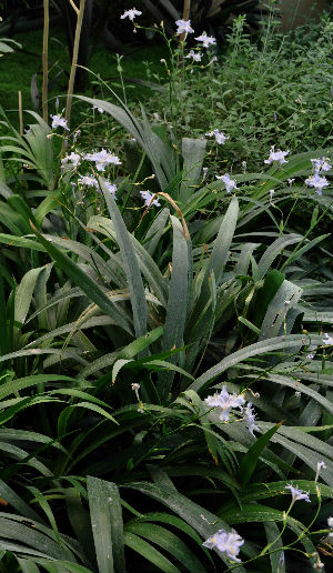 Iris japonica