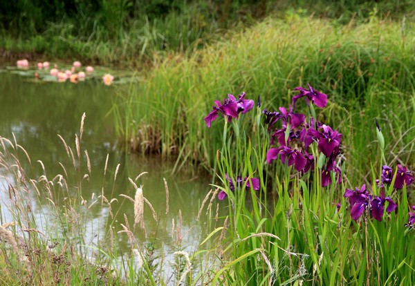 Iris kaempferi Flérial