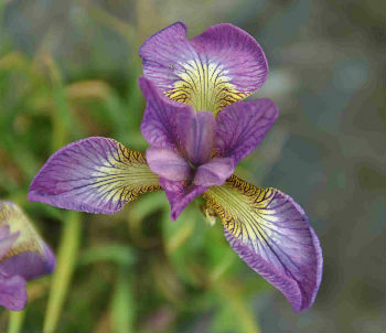 Iris sibirica 'sparkling rose'