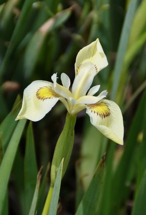 Iris pseudacorus 'alba'