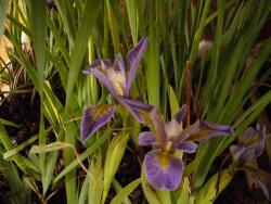 Iris brevicaulis