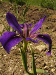 Iris chrysographes