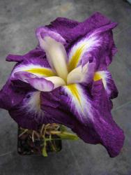 Iris ensata (= I. kaempferi ) 'Taketori hime'