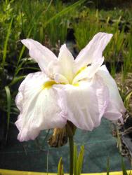 Iris ensata (= I. kaempferi ) 'Lady in Waiting '