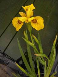 Iris pseudacorus 'Roy Davidson'