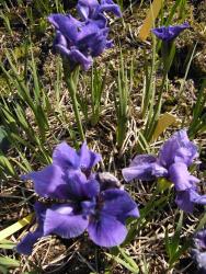 Iris sibirica 'Dreaming spire'