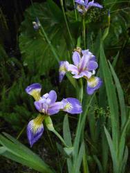 Iris versicolor