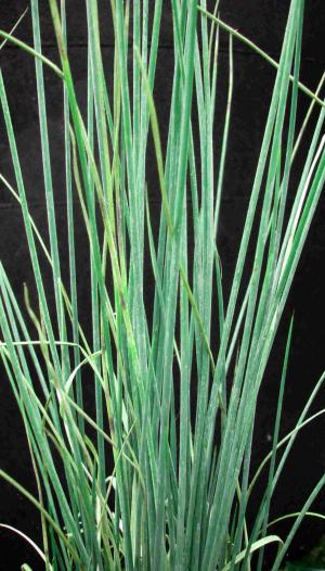 Juncus inflexus ( =J. glaucus)