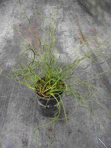 Juncus effusus 'spiralis'