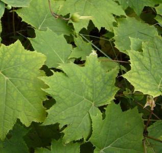 Kirengeshoma palmata subsp. koreana