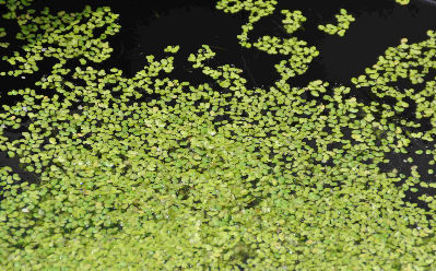 Lemna minor, Lentille d'eau