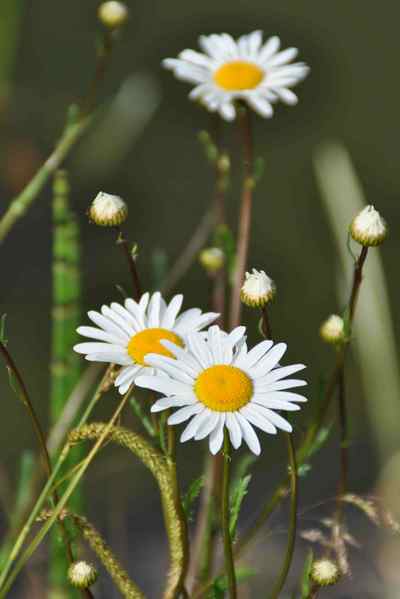 Chrysanthemum maximum