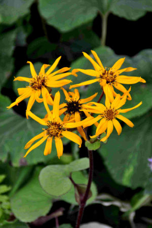 Ligularia Desdemona