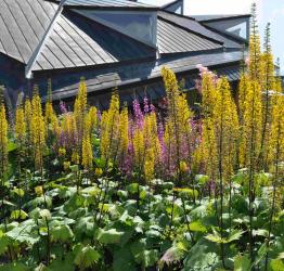 Ligularia przewalskii