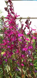 Lobelia 'Tania'