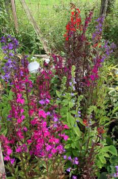 Lobelia X gerardii 'vedrariensis'